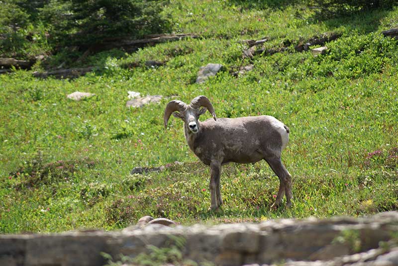 Big Horn Sheep on the Hidden Lake Overlook trail in Glacier National Park in Montana